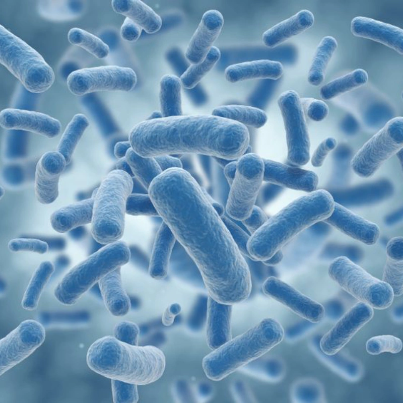 BifidobacteriumSpp