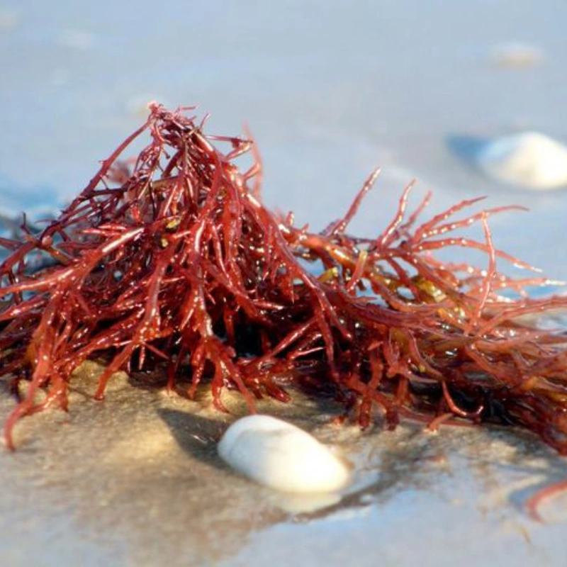 Carrageenan