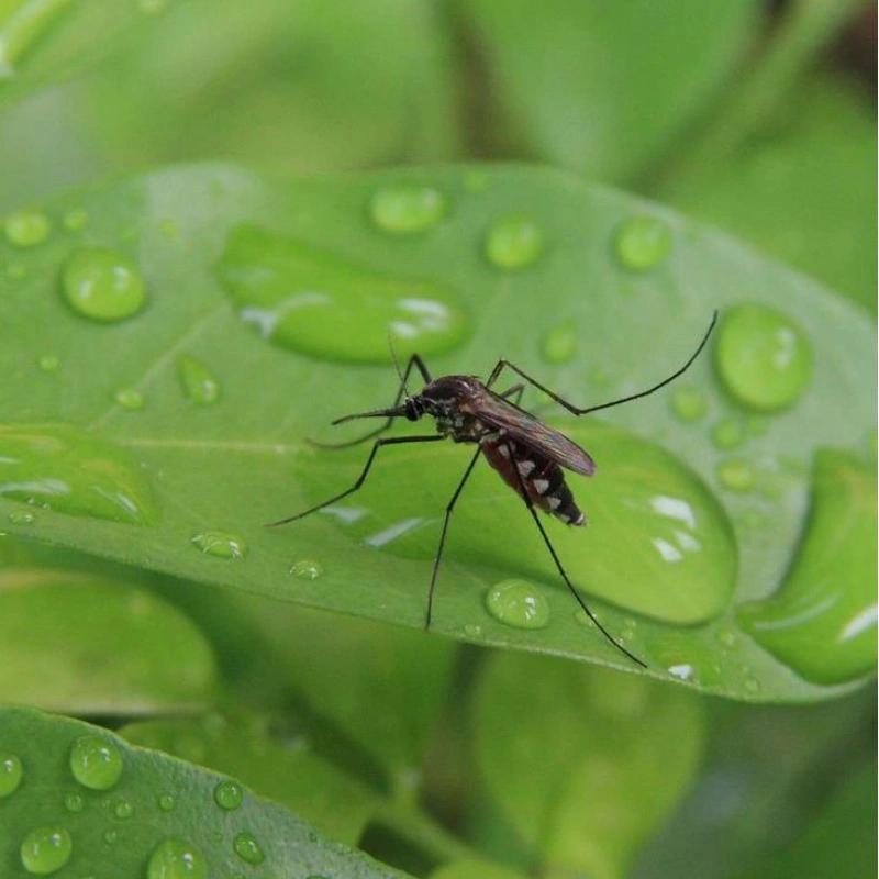 InsectRepellent